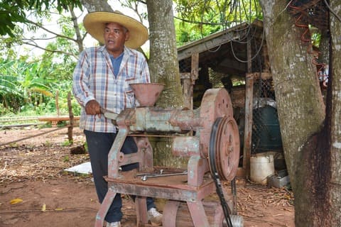 Campesino cultiva ajonjolí 03